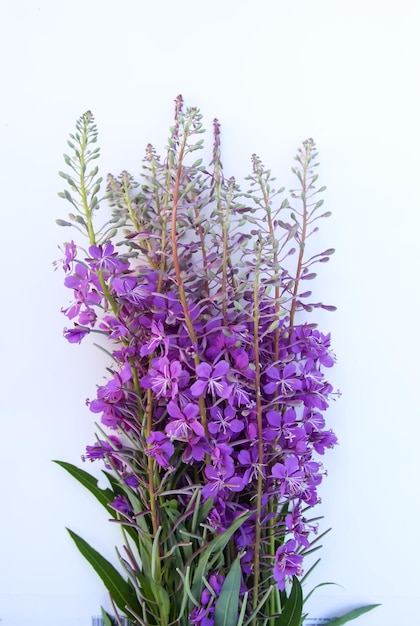 Flowering fireweed or Chamaenerion angustifolium plant Rosebay Willowherbs Purple medical flowers