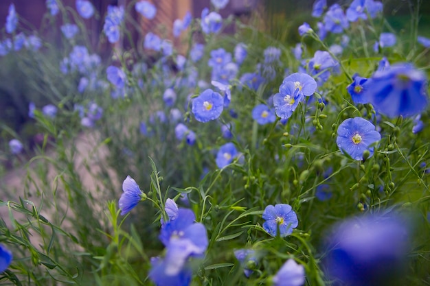 flowering flax in the morning. blue flowers 