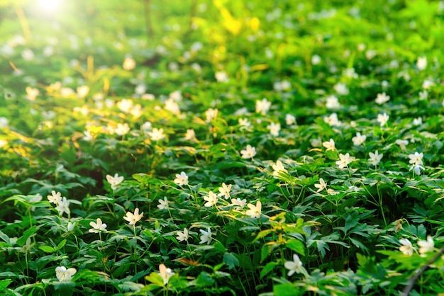 Flowering forest on with soft focus spring floral nature background Spring pattern with forest flowers snowdrops soft selective focus