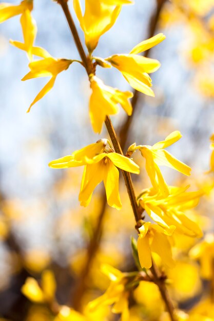 Flowering Forsythia closeup on blue sky