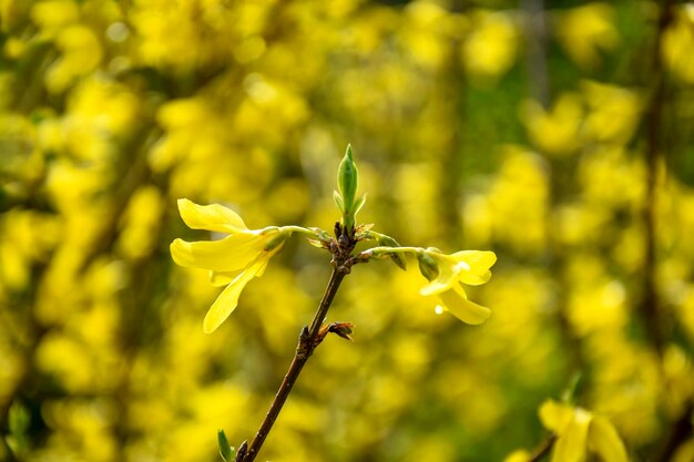 Flowering forsythia in springtime branch with yellow flowers forsythia on blurred background