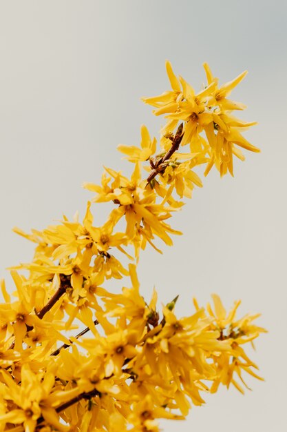 Flowering forsythia in springtime