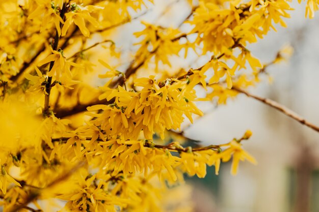 Flowering forsythia in springtime