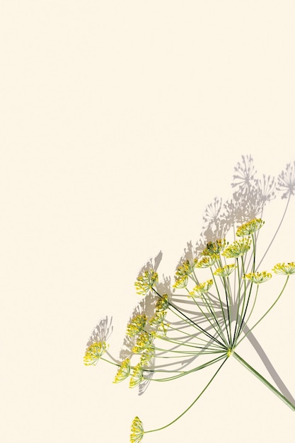 ベージュ色の背景にハーブの新鮮なディル自然傘の花を開花創造的な自然の美学