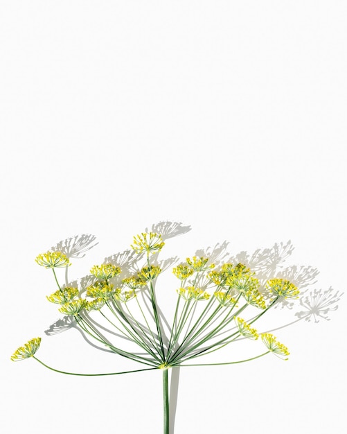 꽃이 만발한 신선한 딜 자연 우산 허브 꽃 딜 격리 된 흰색 크리 에이 티브 자연 미학