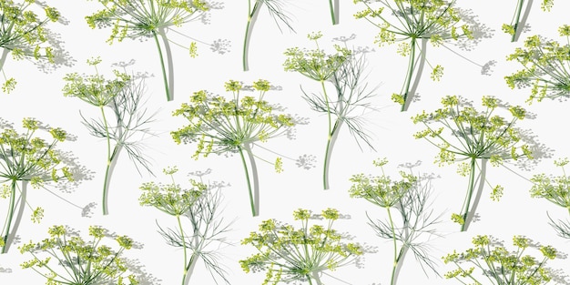 Flowering fresh dill nature umbrella flower of herb Dill isolated on white Natural pattern with spic