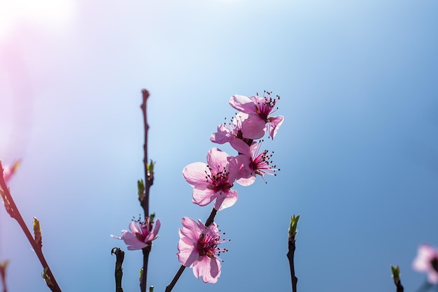 空を背景に開花果樹枝アプリコット収穫春とリニューアル