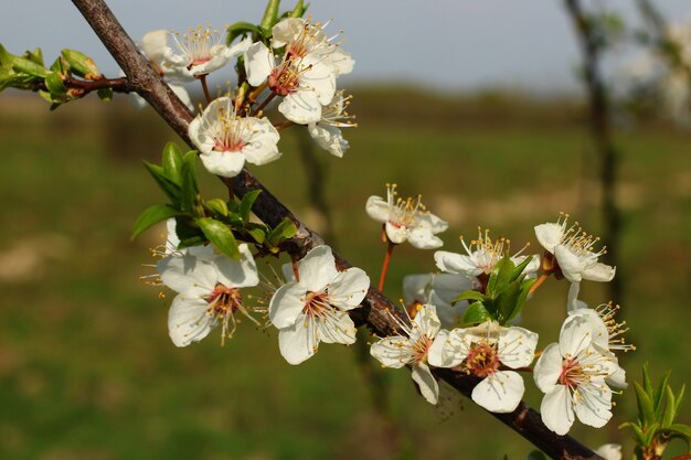 Flowering a fruit tree close up