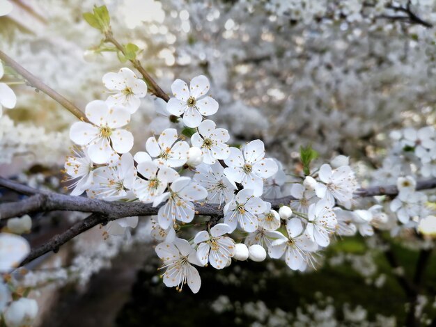 春の庭で花をかせている果樹クローズアップ