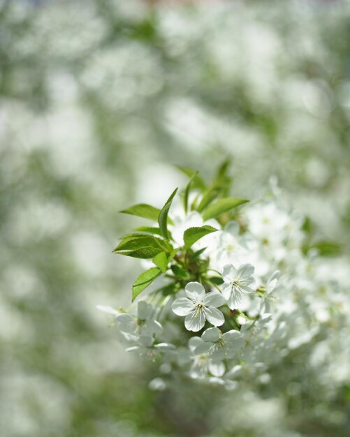 Flowering in the garden