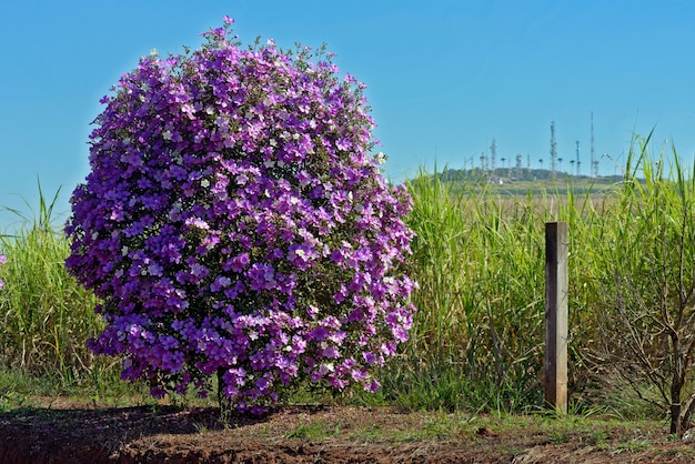 Flowering glory bush or manaca da serra