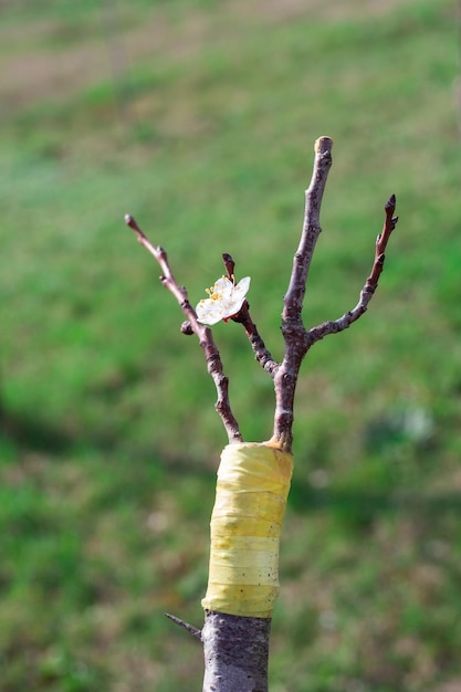 A flowering grafted fruit tree Split grafting with apricot scion