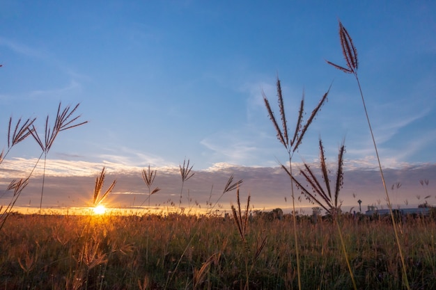 Foto erba fiorita sotto il raggio di sole nell'ora del mattino con un anello di bagliore.