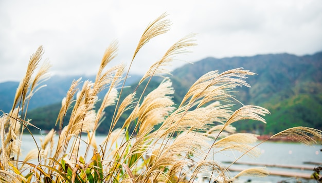 The flowering grass