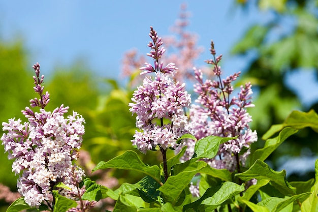 Flowering on a green bush purple flowers of lilac. Photo close-up in the spring.