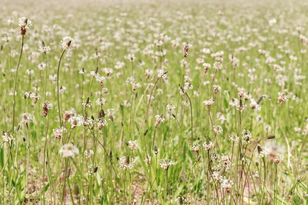 クリアリングの背景に緑の草の野花を開花