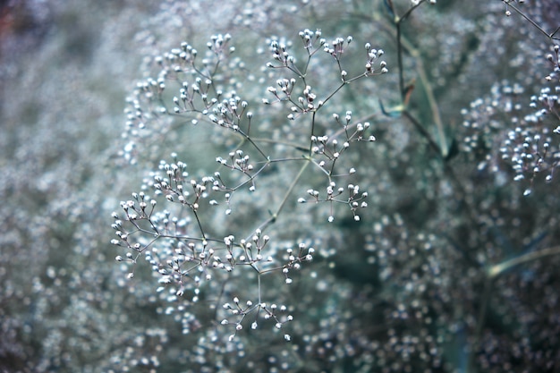 Цветущий куст гипсофила с крошечными белыми цветами