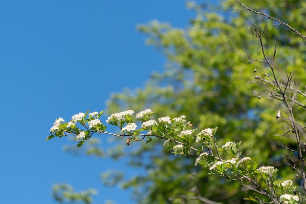 青空の背景に開花サンザシの枝