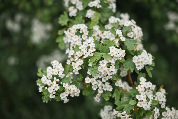 A flowering hawthorn Bush in the sun 2853