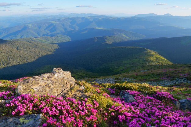 Flowering hillsides