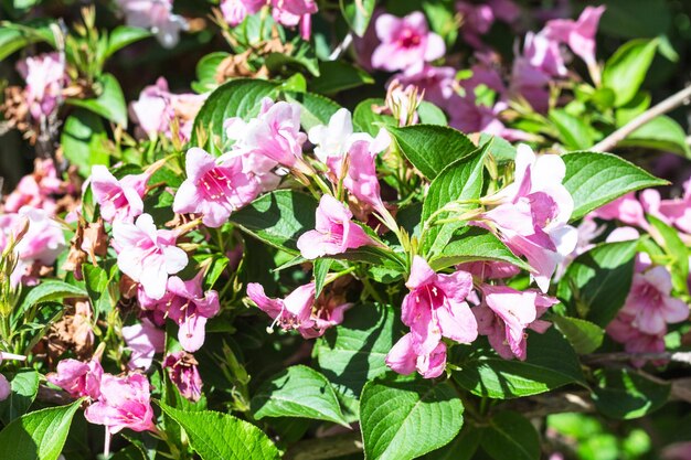 Foto fioritura arbusto di weigela caprifoglio a istanbul