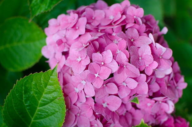 Pianta fiorita di hortensia. fiori nel giardino estivo. ortensia rosa in piena fioritura.