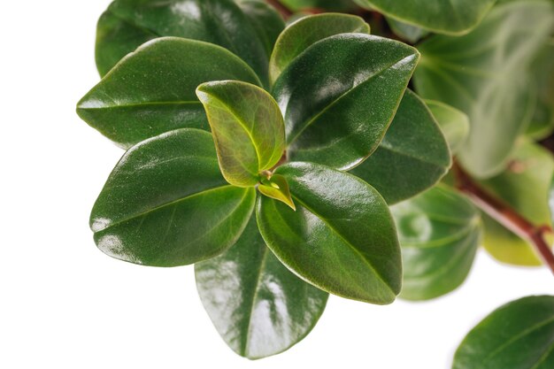 Flowering houseplant Peperomia magnoliyaefolia isolated on the white background closeup