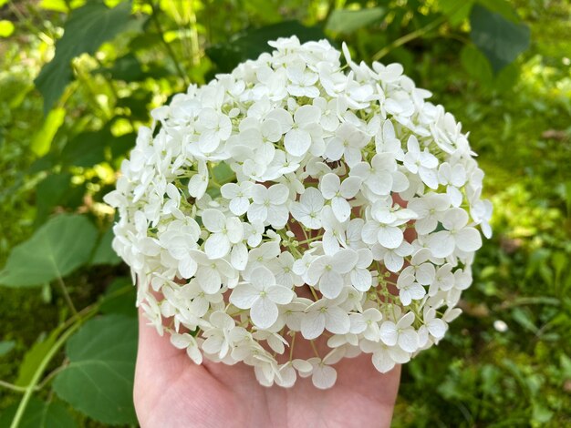 The flowering of Hydrangea arborescens