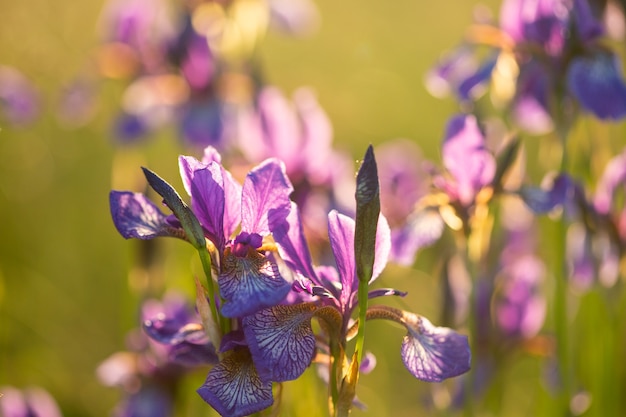 Flowering iris in a field at sunset. Open air.