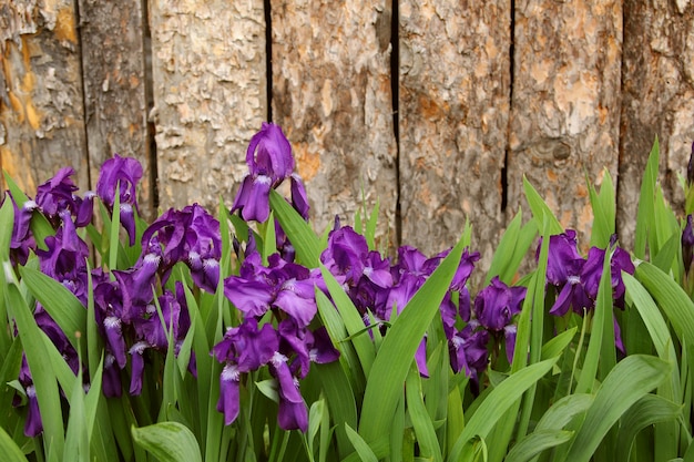 Flowering irises