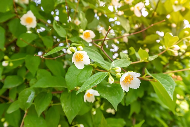 Flowering of the jasmine shrub plant valuable herb in folk medicine and aromatherapy