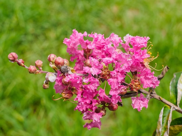 Flowering of lagerstroemia indica in the park closeup