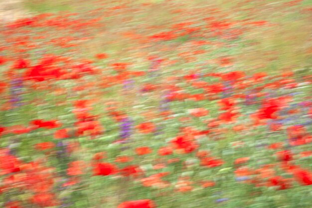 春の開花風景美しい自然