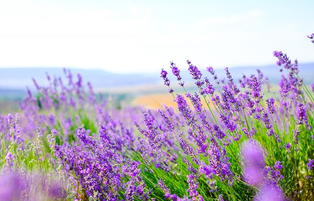 Flowering lavender field in Sunny weather in summer