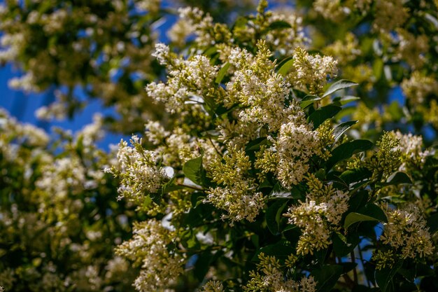 Flowering ligustrum bush in early summer