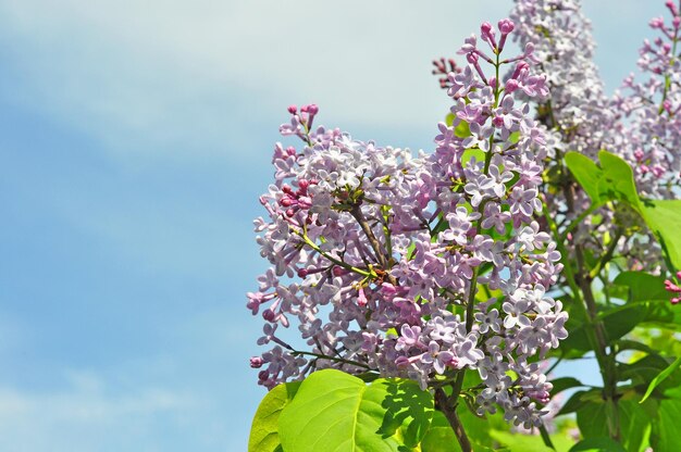 A flowering lilac branch in the sun against blue sky, a bright horizontal image, a soft focus and a blurred background, a place for text, a concept of spring