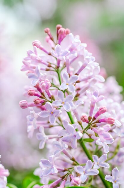Flowering lilac purple flowers on the background of blue sky. Blooming branch of beautiful purple color.