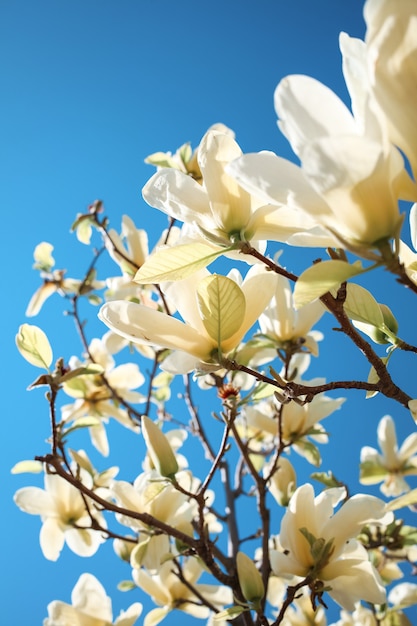 Цветущее дерево магнолии крупным планом, концепция цветов и весны