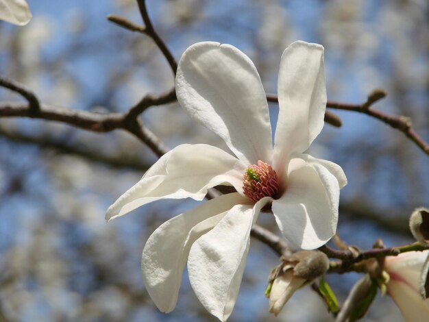 Photo flowering magnolia tulip tree chinese magnolia x soulangeana blossom