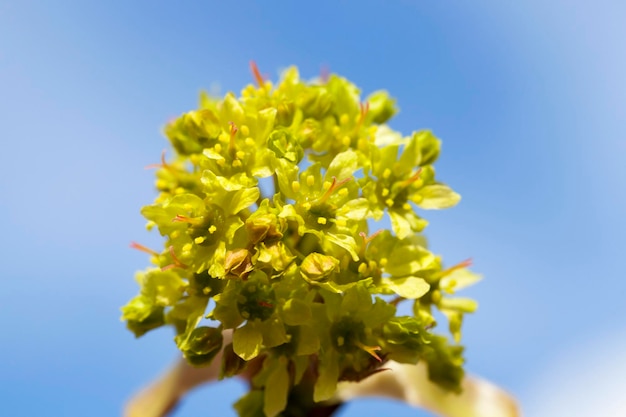 Flowering maple close up