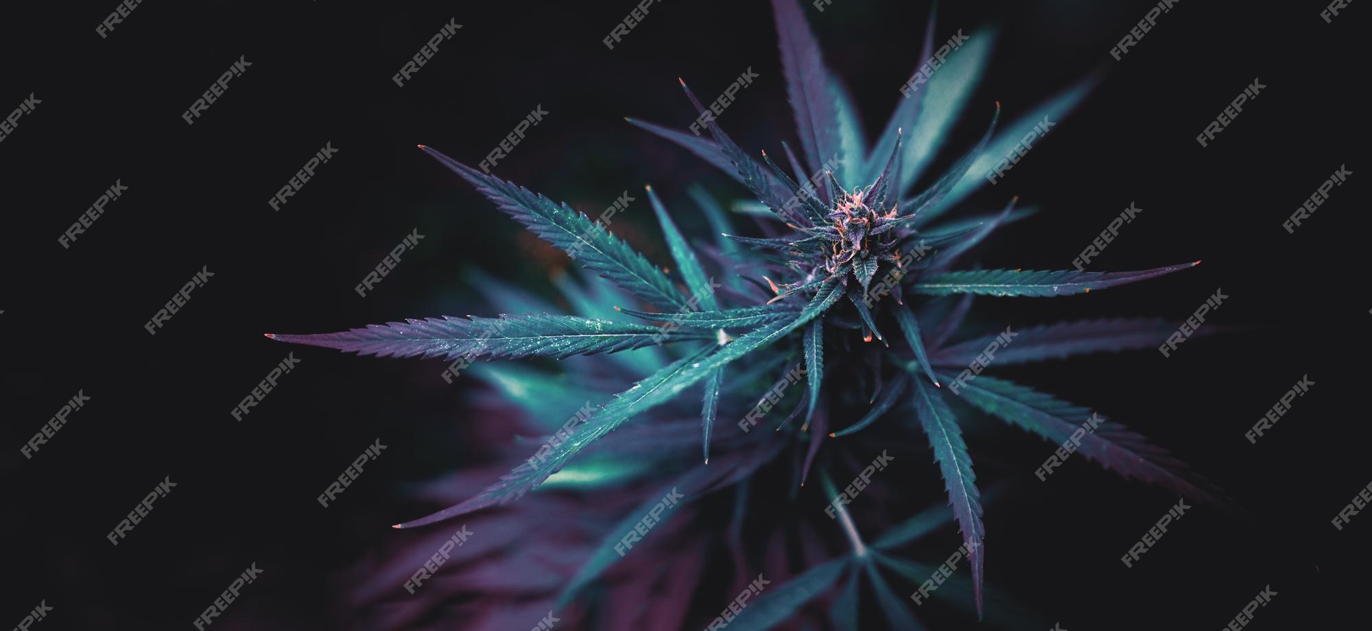 Page 16 | Black weed Images | Free Vectors, Stock Photos & PSD Page 16 | Black weed Images | Free Vectors, Stock Photos & PSD