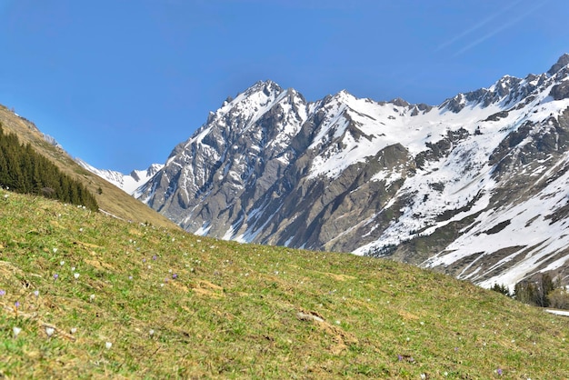 Flowering meadow with crocus and peak mountain with snow at spring in alpine landscape