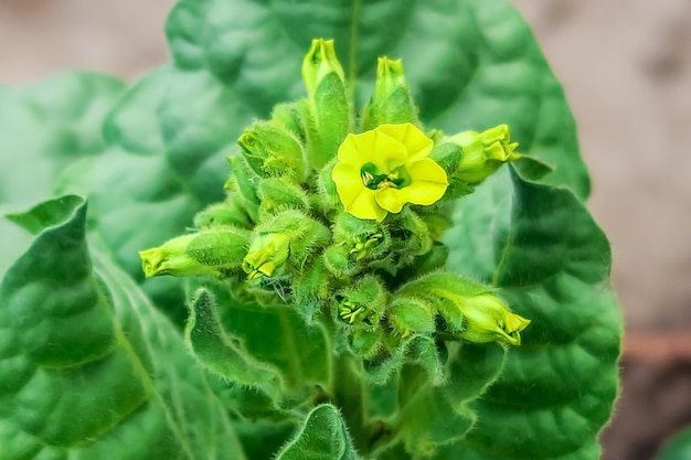 flowering middle of a tobacco bush closeup tobacco cultivation concept