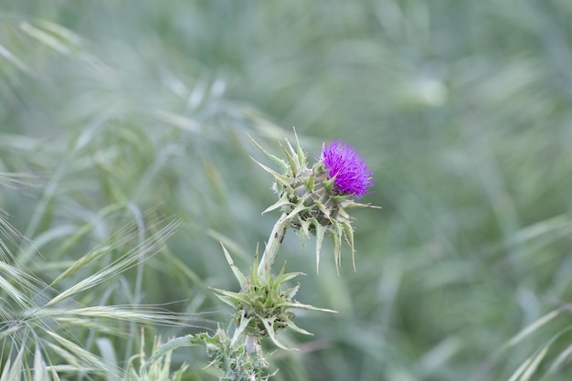 꽃이 만발한 밀크씨슬(Scotch Thistle). 흐림 배경에 녹색 초원입니다.