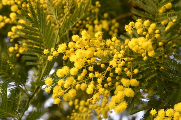 Flowering mimosa tree mimosa blooms selective focus the flowery branch of mimosa is offered to women on march 8th for the international womens day