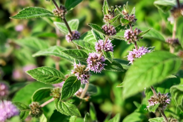 開花ミントはフラワーガーデンで育ちます。薬用植物の栽培コンセプト