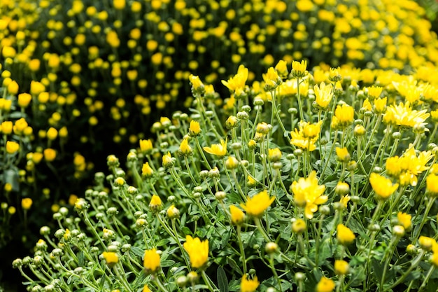 Flowering mums in alrge quantaties in the garden.