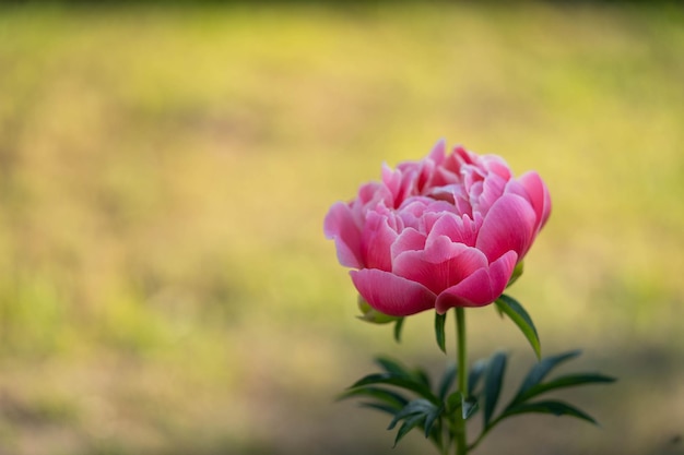 写真 驚くべき美しさの繊細なピンクの牡丹の開花