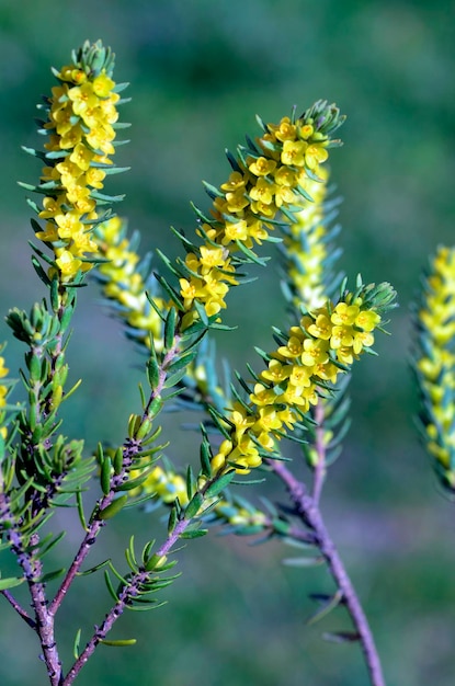 사진 꽃이 피는 thymelaea ruizii thymelaceae 가족의 식물 alava espana