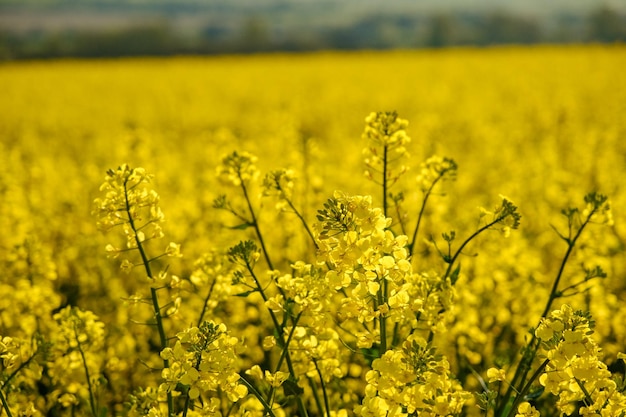 Flowering oilseed rape crop in field Blooming canola flowers Rapeseed in agricultural field in summer close up